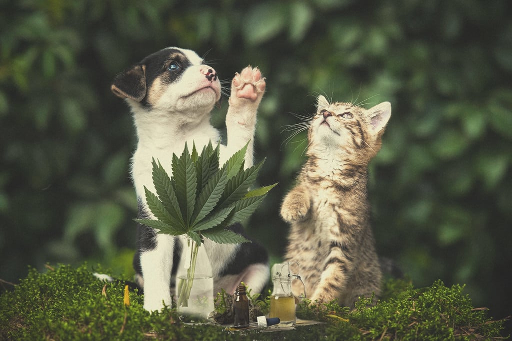 CBD animaux